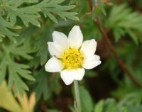 Attractive creamy-white flowers over glossy green wavy edged foliage.